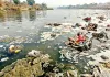 चंबल नदी में आया प्रदूषण का उफान, अपशिष्ट पदार्थों व प्रतिमा विसर्जन से पानी हुआ प्रदूषित