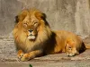 जयपुर जू में शेर त्रिपुर की कोरोना रिपोर्ट पॉजिटिव, सफेद बाघ और एक शेरनी की रिपोर्ट भी संदिग्ध