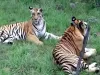 बाघिन के लिए दो बाघों में होता है संघर्ष 