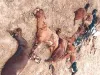 करंट की चपेट में बकरियां: 11 केवी लाइन का तार टूटा, 29 बकरियों ने तोड़ा दम