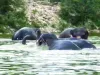 भीषण गर्मी में हाथियों को भोजन में तरबूज