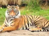  रणथंभौर में बाघों का बढ़ा कुनबा:  आपसी संघर्ष नहीं ले रहा थमने का नाम 
