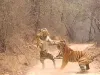 शिकार को लेकर बाघ और बाघिन में संघर्ष