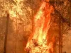 कैलीफोर्निया के जंगलों में लगी आग, आपातकाल की घोषणा