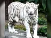 सफेद बाघ चीनू 6 दिन से बीमार, डाइड लेना छोड़ा