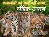 नाहरगढ़ जैविक उद्यान : अब बचे पांच बाघ, इनमें बाघ नाहर, बाघिन रंभा और महक उम्रदराज