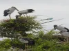 जामुनिया में बसा दुर्लभ पक्षियों का संसार...