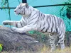 सफेद बाघों की कब्रगाह बना नाहरगढ़ जैविक उद्यान