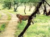  बाघ और बाघिन के मिलन में सिर्फ डेढ़ किमी का फासला