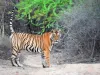  मुकुंदरा का नया सुल्तान बनेगा बाघ टी-110 