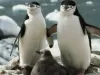 तेजी से घट रही है एडिली पेंगुइन की संख्या