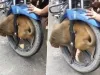 उछलकूद करते बाइक में जा फंसा बंदर, वीडियो हुआ वायरल