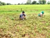 किसान खराब कर रहे माटी की सेहत