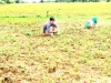 तारबंदी योजना से किसानों ने मोड़ा मुंह, कृषि विभाग भी लक्ष्य पूर्ति नहीं होने से चिंतित