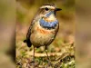 अमेरिका से कोटा पहुंचा गाना गाने वाला पक्षी नीलकंठी