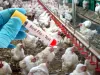 जापान: बर्ड फ्लू की पुष्टि के बाद 14 हजार पक्षियों को मारा गया