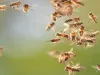 मधुमक्खियों का भीड़ पर हमला, एक महिला की मृत्यु