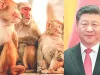 चीन के पहाड़ जैसे कर्ज के तले दबा श्रीलंका एक लाख मैकाक बंदर भेजेगा बीजिंग