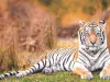 बाघ बचाने के लिए वन क्षेत्र को बढ़ाएं