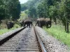 ओडिशा: ट्रेन की चपेट में आकर जंगली हाथी की मौत