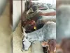 निगम की गौशाला में 10 दिन में 190 गायों की मौत