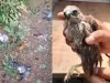 पक्षियों पर भारी पड़ा तूफान, पेड़ों के गिरने से हजारों पक्षियों की मृत्यु 