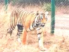 कहीं आनुवांशिक बीमारी के शिकार तो नहीं प्रदेश के बाघ-बाघिन!