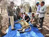 मुकुंदरा हिल्स टाइगर में बाघिन एमटी-4 की मौत 