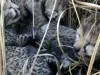 कूनो राष्ट्रीय उद्यान में शावक की मौत