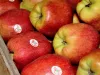 केंद्र सरकार ने किया सेब पर आयात शुल्क 50 फीसदी: ठाकुर