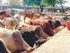 बरसात में फिर बढ़ गया गायों की मौत का आंकड़ा