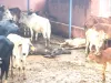 हर रोज 10 से 12 गायों की गौशाला में मौत