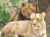 लॉयन सफारी से बुरी खबर, शेर जीएस की मौत 