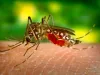 क्यूबा में डेंगू की रोकथाम के लिए जारी है अभियान