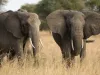 जिम्बाब्वे के नेशनल पार्क में सूखे से सौ हाथियों की मौत