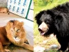 बायोलॉजिकल पार्क को झटका, अटकी बब्बर शेर व भालू की एंट्री