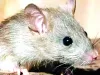 ब्रिटेन में 25 करोड़ चूहे कर रहे उत्पात, पूरी आबादी पर भारी 