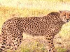 कूनो नेशनल पार्क में एक और चीता शौर्य की मौत