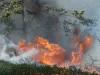 न्यूजीलैंड के शोधकर्ता जंगल की आग से बचाने के लिए कर रहे हैं अध्ययन