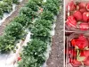 कैलिफोर्निया की स्ट्रॉबेरी झालावाड़ में किसानों को दे रही मुनाफा 