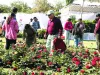 49वां रोज शो: गुलाबों की खुशबू से महक उठा सिटी पार्क