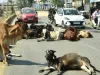 न मवेशी पकड़े जा रहे न खूंखार कुत्ते, जनता हो रही हलकान