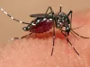 Dengue-Malaria का कंट्रोल इस बार हाईटेक एप से होगा
