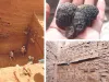 Excavation में मिले प्राचीन कालीन सभ्यता के अवशेष