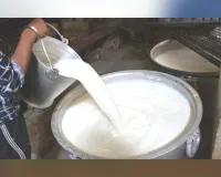 180 दिन दूध देना और सालाना 1800 लीटर की आपूर्ति जरूरी, डेयरी संघों के चुनाव में दूध की आपूर्ति से तय होगा वोट का अधिकार