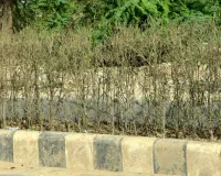 धूप से नहीं लापरवाही से टूटा हजारों पौधों का दम