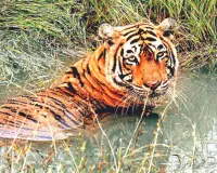 रणथंभौर का बाघ टी-2407 फिर आबादी के करीब : रामसिंहपुरा के खेत में दिखा, नाहरगढ़ होटल के पास भी आया था नजर