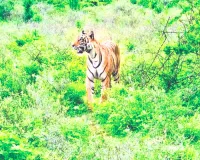 रणथम्भौर के जंगल में कायम है ‘जय’ की बादशाहत, जोन 6 से 10 तक चलता है दबदबा