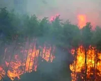 दक्षिण अफ्रीका में जंगलों में लगी भीषण आग के कारण 7 लोगों की मौत, घर नष्ट