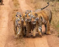जयपुर टाइगर फेस्टिवल :बाघ संरक्षण पर संवाद करेंगे विशेषज्ञ